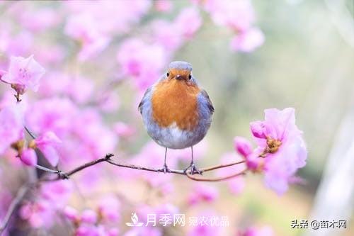 南陽(yáng)苗木人做好準備，苗木旺季的腳步正在到來(lái)(圖1)