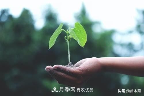 南陽(yáng)苗木人做好準備，苗木旺季的腳步正在到來(lái)(圖4)