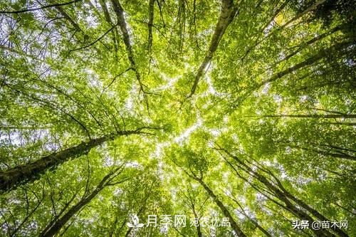 南陽(yáng)苗木人做好準備，苗木旺季的腳步正在到來(lái)(圖2)