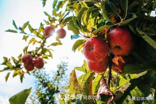 南陽(yáng)苗木人做好準備，苗木旺季的腳步正在到來(lái)(圖5)