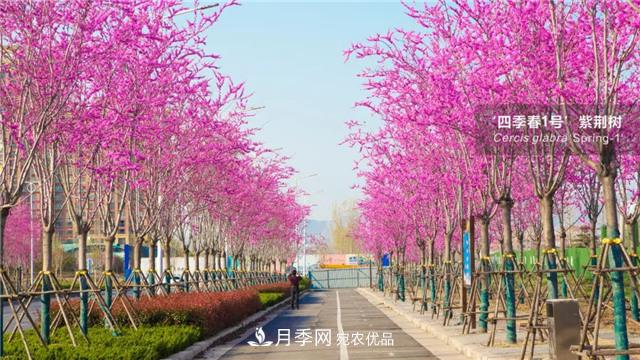 苗木產(chǎn)品的價(jià)格、價(jià)值和供需——三角關(guān)系之動(dòng)態(tài)平衡(圖1)