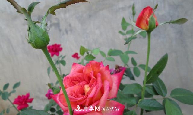 月季***怕“三種”水，避開(kāi)不黃葉爛根，清香宜人一整年(圖3)