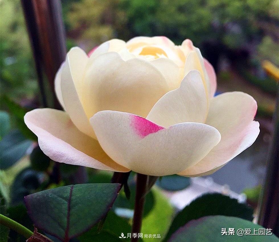 一成不變的月季不是我的菜，“百變女郎”才夠精彩(圖3)