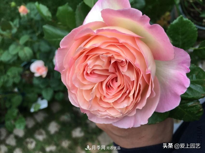 一成不變的月季不是我的菜，“百變女郎”才夠精彩(圖1)
