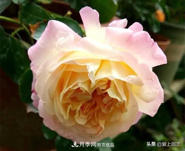 一成不變的月季不是我的菜，“百變女郎”才夠精彩(圖2)