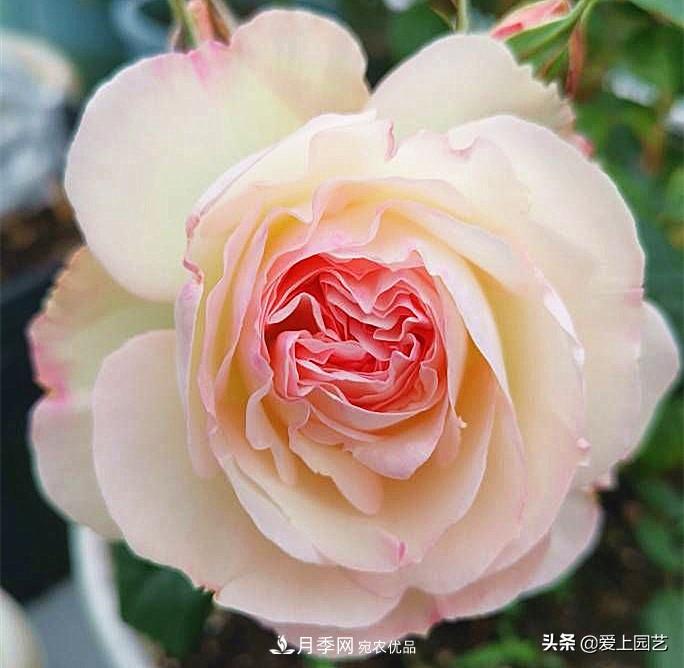 一成不變的月季不是我的菜，“百變女郎”才夠精彩(圖7)