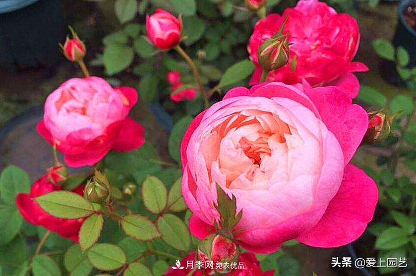 一成不變的月季不是我的菜，“百變女郎”才夠精彩(圖5)