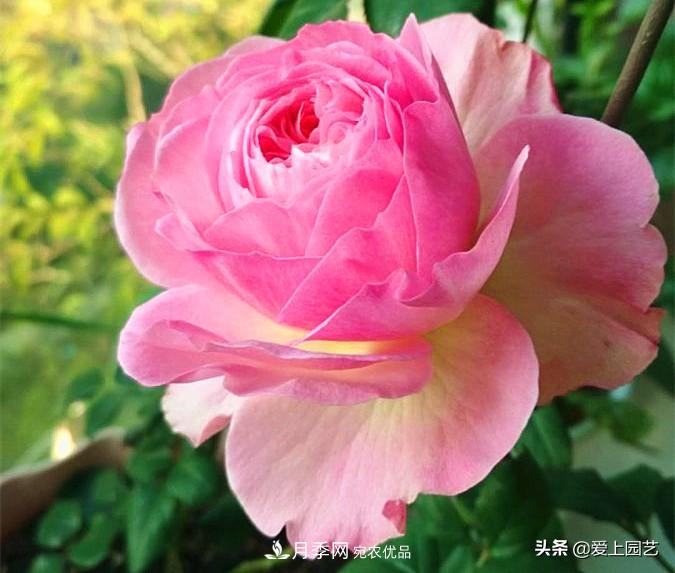 一成不變的月季不是我的菜，“百變女郎”才夠精彩(圖6)