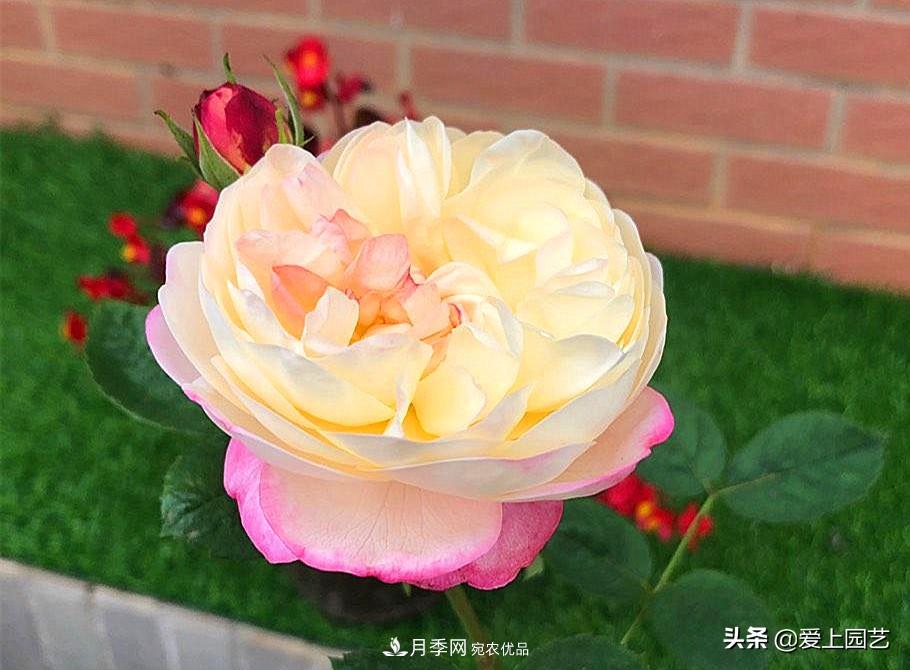 一成不變的月季不是我的菜，“百變女郎”才夠精彩(圖4)