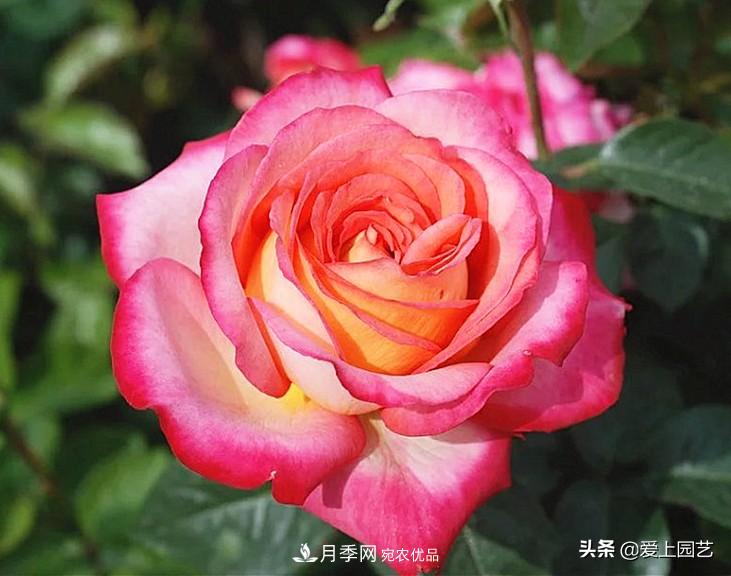 一成不變的月季不是我的菜，“百變女郎”才夠精彩(圖12)