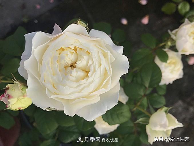 一成不變的月季不是我的菜，“百變女郎”才夠精彩(圖8)