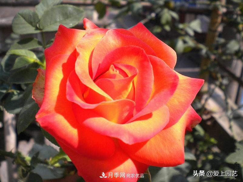 一成不變的月季不是我的菜，“百變女郎”才夠精彩(圖11)