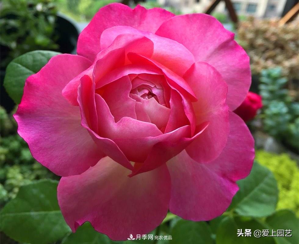 一成不變的月季不是我的菜，“百變女郎”才夠精彩(圖9)