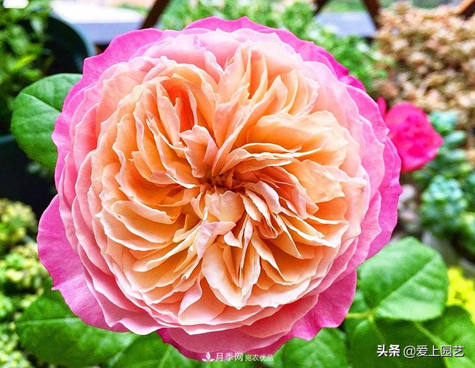 一成不變的月季不是我的菜，“百變女郎”才夠精彩(圖10)
