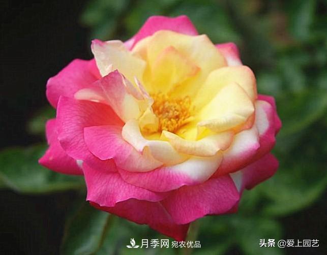 一成不變的月季不是我的菜，“百變女郎”才夠精彩(圖14)