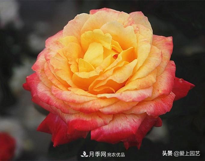 一成不變的月季不是我的菜，“百變女郎”才夠精彩(圖13)