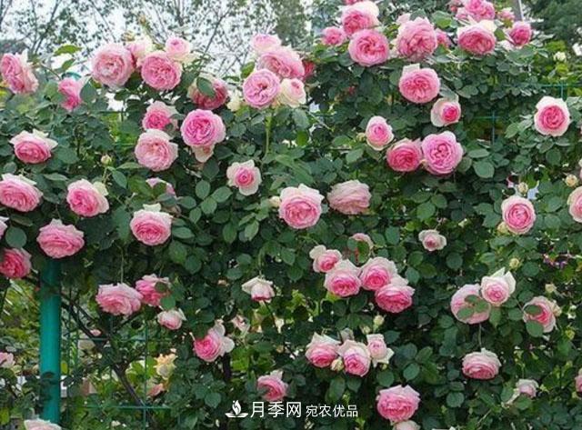 漂亮的藤本月季，庭院必養花卉，打造花園小院(圖1)