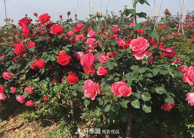 室內種植月季花，做好這四點(diǎn)，植株旺開(kāi)花多(圖2)