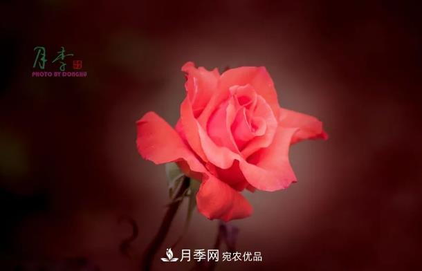 月季種類(lèi)---紅肉月季(圖1)