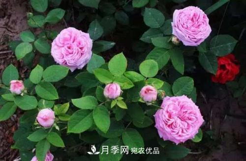 月季開(kāi)花越來(lái)越少？教你一招，分枝多，花量翻倍，新手也會(huì )養(圖1)