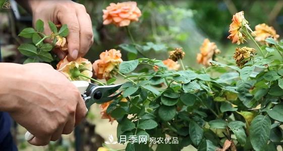月季開(kāi)花越來(lái)越少？教你一招，分枝多，花量翻倍，新手也會(huì )養(圖3)