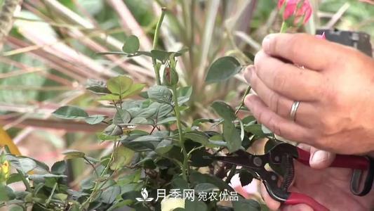 月季開(kāi)花越來(lái)越少？教你一招，分枝多，花量翻倍，新手也會(huì )養(圖4)