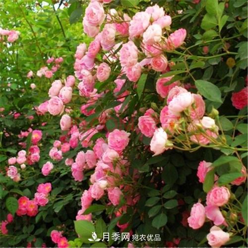 月季開(kāi)花越來(lái)越少？教你一招，分枝多，花量翻倍，新手也會(huì )養(圖5)