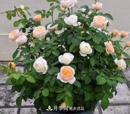 月季開(kāi)花越來(lái)越少？教你一招，分枝多，花量翻倍，新手也會(huì )養(圖6)
