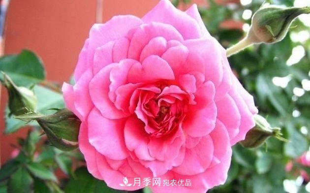 月季、薔薇、玫瑰有區別，懂得1點(diǎn)，全都能養好，開(kāi)花一茬茬(圖1)