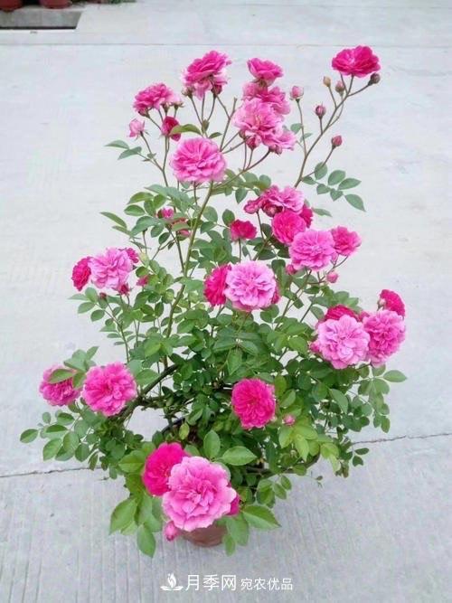 月季、薔薇、玫瑰有區別，懂得1點(diǎn)，全都能養好，開(kāi)花一茬茬(圖3)