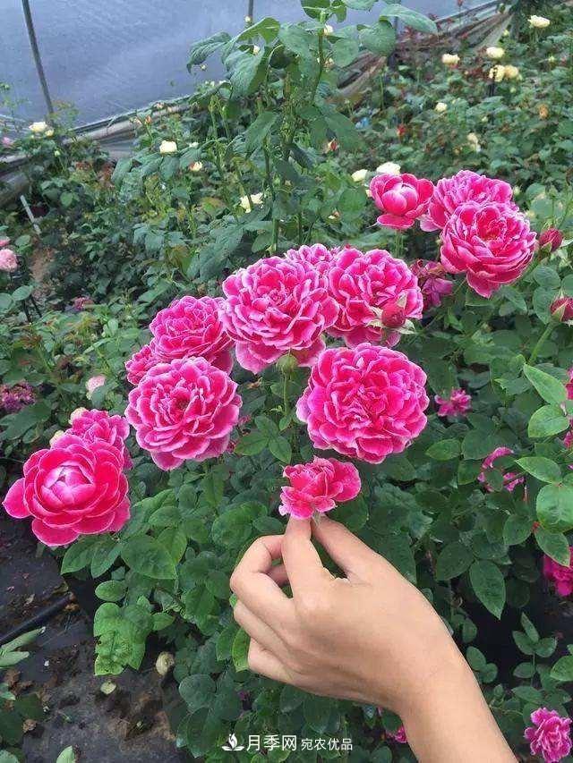 月季、薔薇、玫瑰有區別，懂得1點(diǎn)，全都能養好，開(kāi)花一茬茬(圖2)