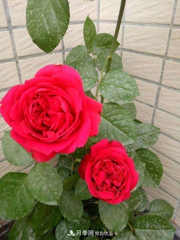 月季、薔薇、玫瑰有區別，懂得1點(diǎn)，全都能養好，開(kāi)花一茬茬(圖4)