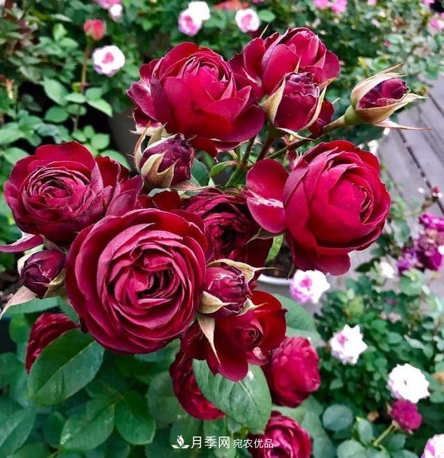 月季、薔薇、玫瑰有區別，懂得1點(diǎn)，全都能養好，開(kāi)花一茬茬(圖6)