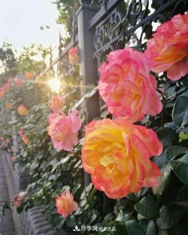 月季、薔薇、玫瑰有區別，懂得1點(diǎn)，全都能養好，開(kāi)花一茬茬(圖5)