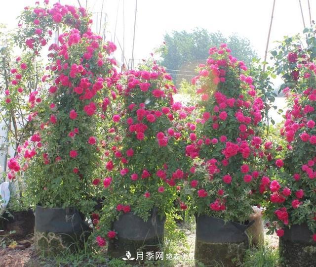 月季、薔薇、玫瑰有區別，懂得1點(diǎn)，全都能養好，開(kāi)花一茬茬(圖7)
