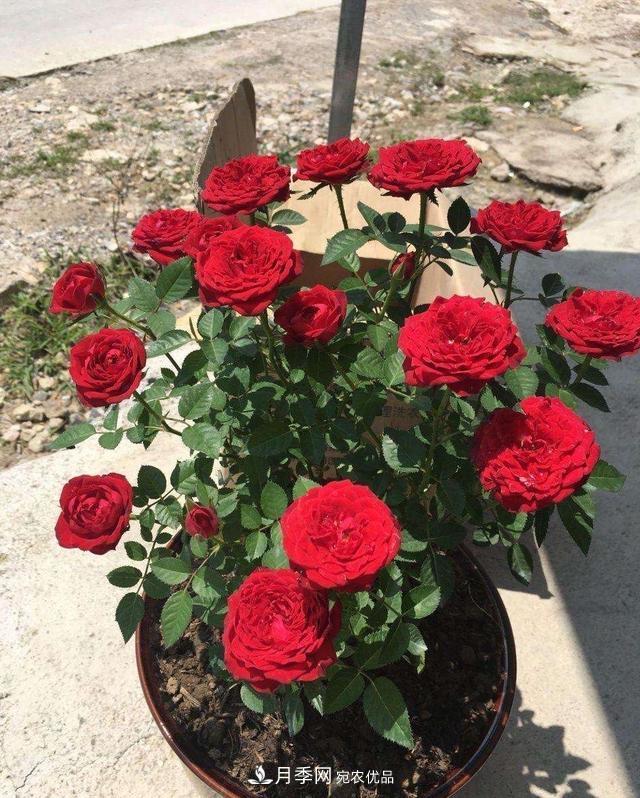 月季、薔薇、玫瑰有區別，懂得1點(diǎn)，全都能養好，開(kāi)花一茬茬(圖8)