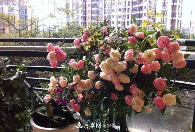 月季、薔薇、玫瑰有區別，懂得1點(diǎn)，全都能養好，開(kāi)花一茬茬(圖10)