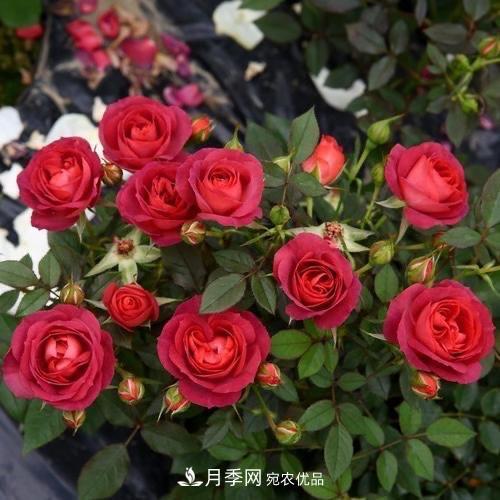 月季、薔薇、玫瑰有區別，懂得1點(diǎn)，全都能養好，開(kāi)花一茬茬(圖9)
