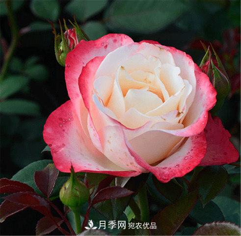 月季發(fā)燒友必知的國際10大名貴月季花，誰(shuí)能養過(guò)超過(guò)5種(圖1)