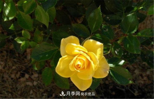 月季發(fā)燒友必知的國際10大名貴月季花，誰(shuí)能養過(guò)超過(guò)5種(圖3)