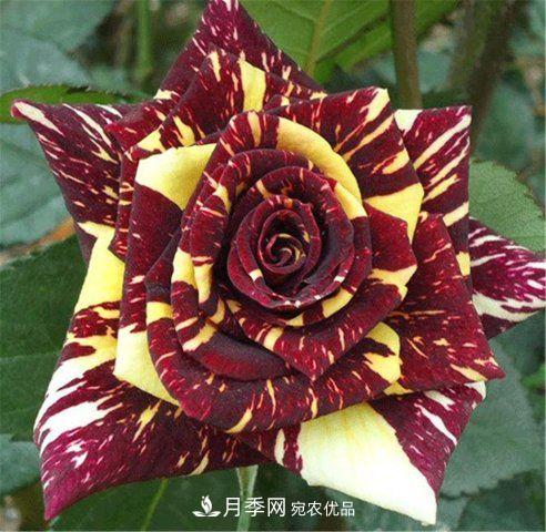 月季發(fā)燒友必知的國際10大名貴月季花，誰(shuí)能養過(guò)超過(guò)5種(圖2)