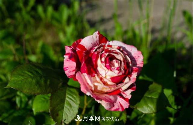 月季發(fā)燒友必知的國際10大名貴月季花，誰(shuí)能養過(guò)超過(guò)5種(圖5)