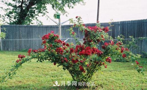 月季發(fā)燒友必知的國際10大名貴月季花，誰(shuí)能養過(guò)超過(guò)5種(圖6)