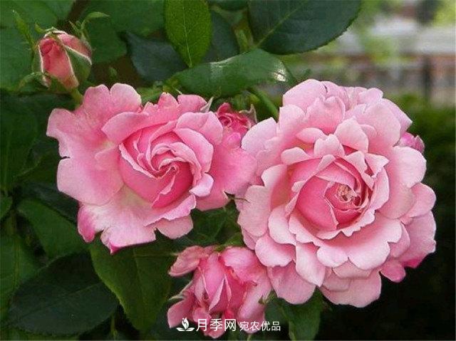月季發(fā)燒友必知的國際10大名貴月季花，誰(shuí)能養過(guò)超過(guò)5種(圖8)