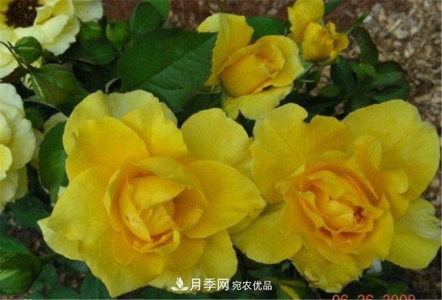 月季發(fā)燒友必知的國際10大名貴月季花，誰(shuí)能養過(guò)超過(guò)5種(圖7)