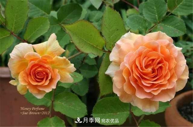月季發(fā)燒友必知的國際10大名貴月季花，誰(shuí)能養過(guò)超過(guò)5種(圖9)