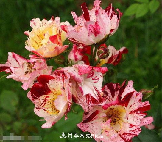 月季發(fā)燒友必知的國際10大名貴月季花，誰(shuí)能養過(guò)超過(guò)5種(圖10)