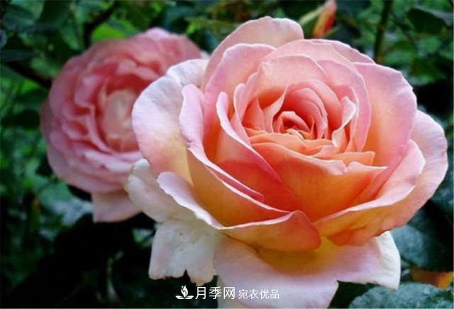 月季發(fā)燒友必知的國際10大名貴月季花，誰(shuí)能養過(guò)超過(guò)5種(圖11)