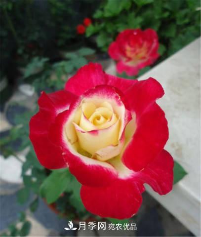 月季發(fā)燒友必知的國際10大名貴月季花，誰(shuí)能養過(guò)超過(guò)5種(圖12)