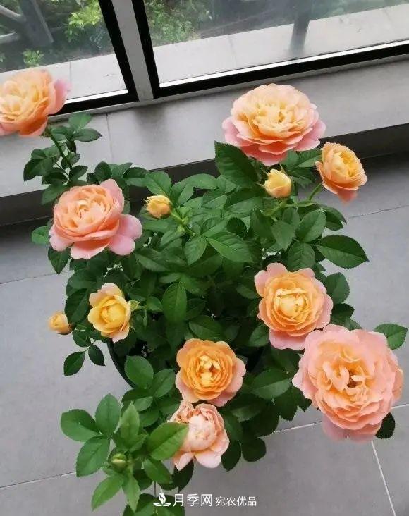 月季花中的“王者”，花友都喜歡養，如今沒(méi)落了，顏值依舊很高(圖1)